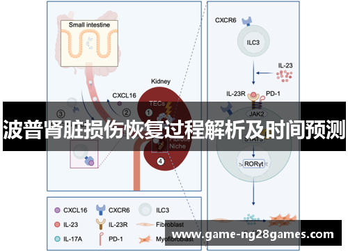 波普肾脏损伤恢复过程解析及时间预测
